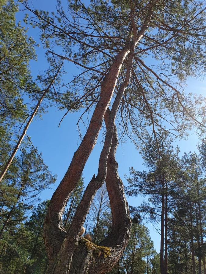 Villa Skrawek Nieba Borsk Esterno foto