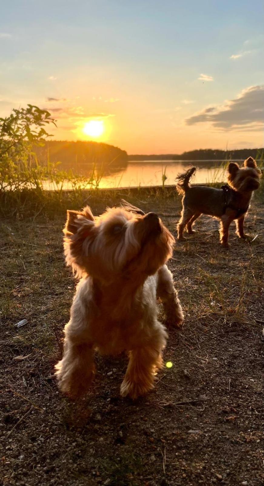 Villa Skrawek Nieba Borsk Esterno foto